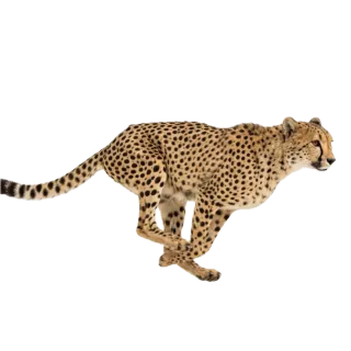 Fast, a flash card photograph for children