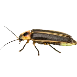 Firefly, a flash card photograph for children