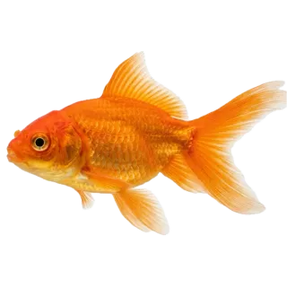Fish, a flash card photograph for children