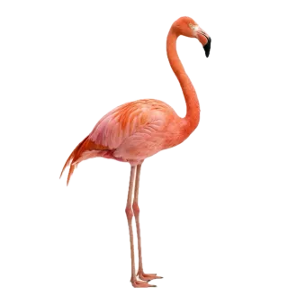 Flamingo, a flash card photograph for children