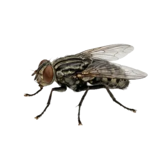 Fly, a flash card photograph for children