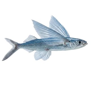 Flying fish, a flash card photograph for children