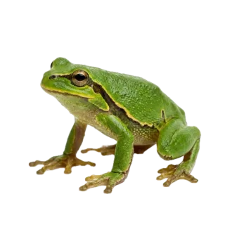 Frog, a flash card photograph for children