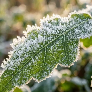 Frosty, a flash card photograph for children