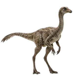 Gallimimus, a flash card photograph for children