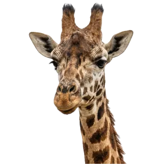 Giraffe, a flash card photograph for children