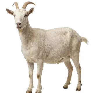 Goat, a flash card photograph for children