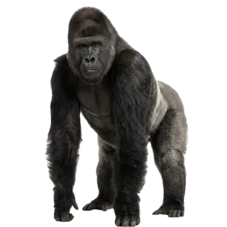 Gorilla, a flash card photograph for children