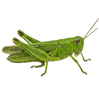 Grasshopper, a flash card photograph for children