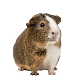 Guinea pig, a flash card photograph for children