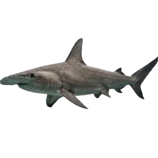 Hammerhead, a flash card photograph for children