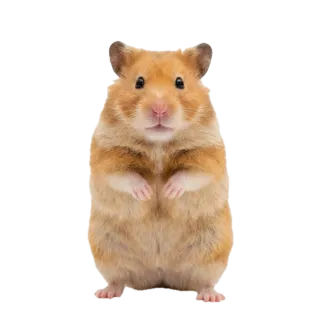 Hamster, a flash card photograph for children