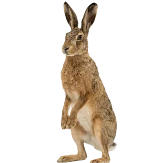Hare, a flash card photograph for children