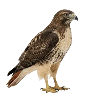 Hawk, a flash card photograph for children