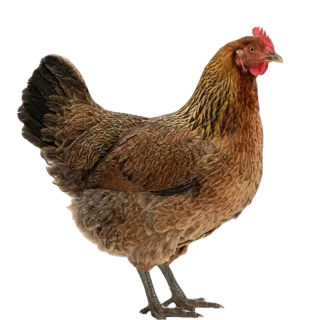 Hen, a flash card photograph for children
