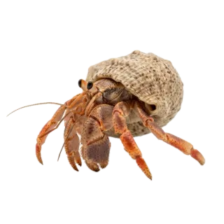 Hermit crab, a flash card photograph for children