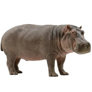 Hippo, a flash card photograph for children