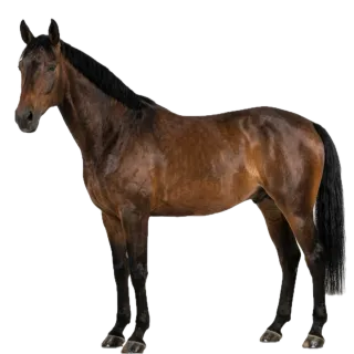 Horse, a flash card photograph for children