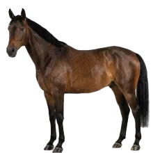 Horse photograph to match with its shadow