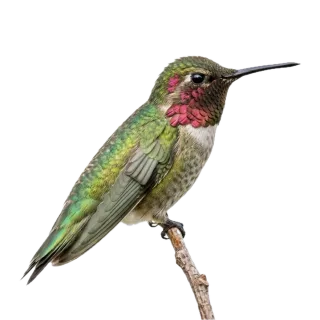 Hummingbird, a flash card photograph for children