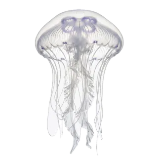 Jellyfish, a flash card photograph for children