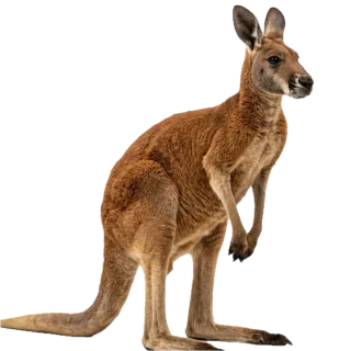 Kangaroo, a flash card photograph for children