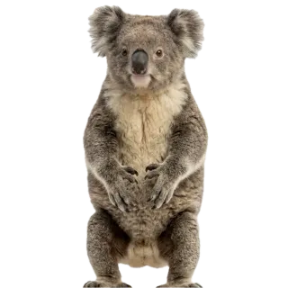 Koala, a flash card photograph for children
