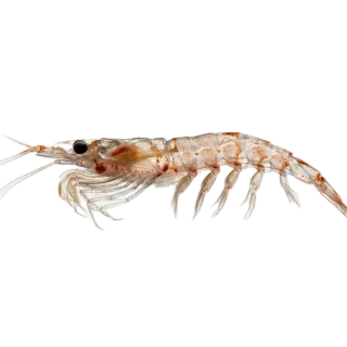 Krill, a flash card photograph for children