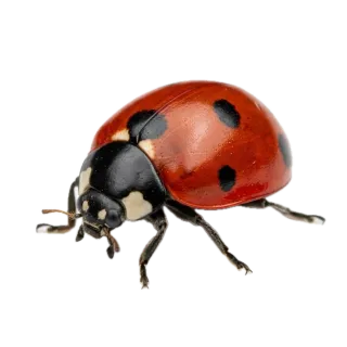 Ladybug, a flash card photograph for children
