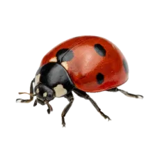 Ladybug
