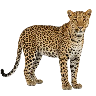 Leopard, a flash card photograph for children