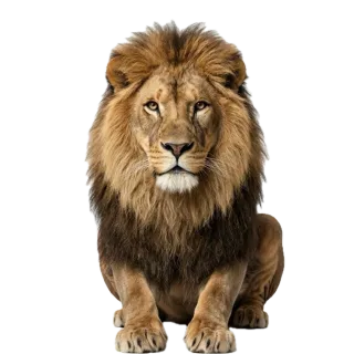 Lion, a flash card photograph for children