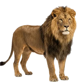 Lion, a flash card photograph for children