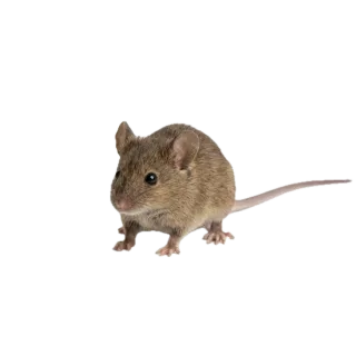 Little, a flash card photograph for children
