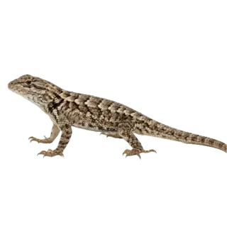 Lizard, a flash card photograph for children