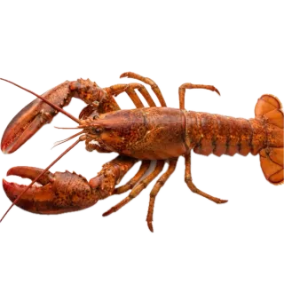 Lobster, a flash card photograph for children