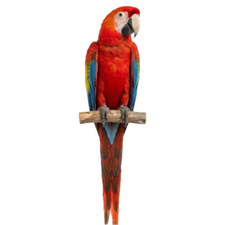 Macaw, a flash card photograph for children