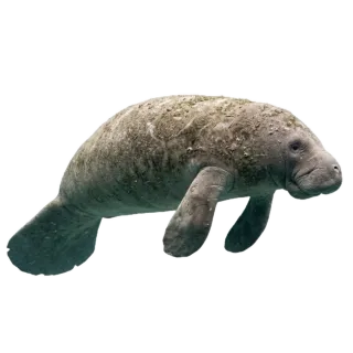 Manatee, a flash card photograph for children