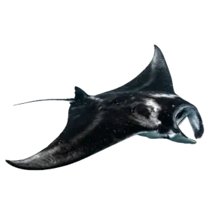 Manta ray, a flash card photograph for children
