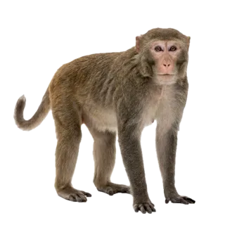 Monkey, a flash card photograph for children