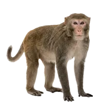 Monkey photograph to match with its shadow
