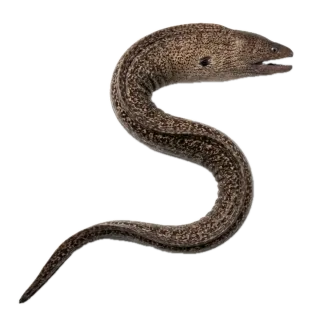 Eel, a flash card photograph for children