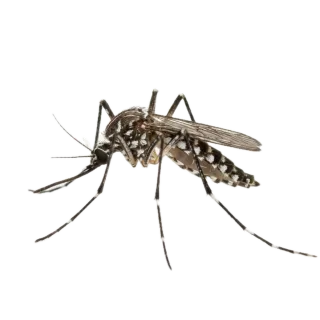 Mosquito, a flash card photograph for children