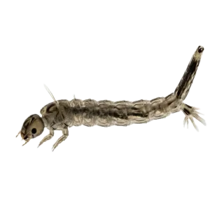 Mosquito larva, a flash card photograph for children