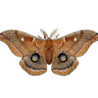 Moth, a flash card photograph for children