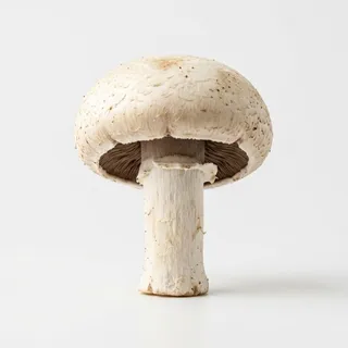 Mushroom, a flash card photograph for children