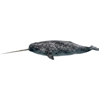 Narwhal, a flash card photograph for children