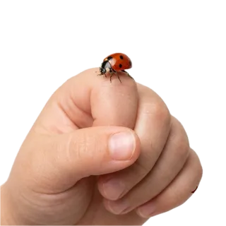 Near, a flash card photograph for children