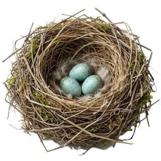 Nest, a flash card photograph for children