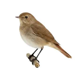 Nightingale, a flash card photograph for children